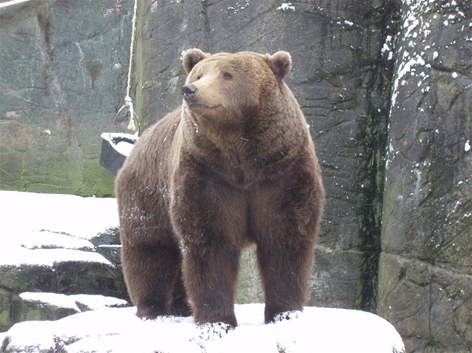 Wintertime in Copenhagen - Brown bear