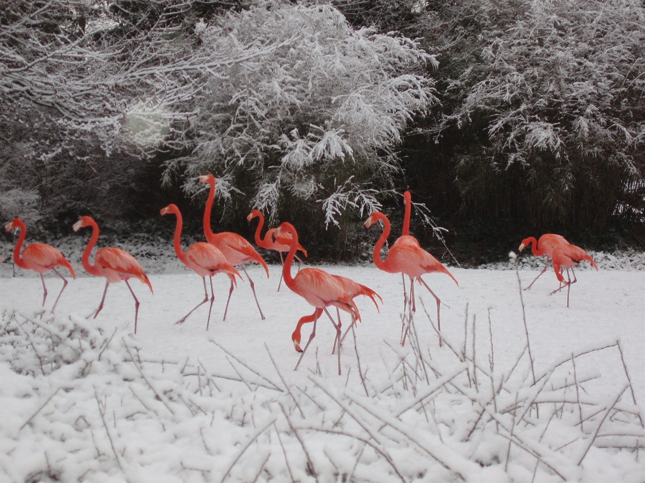 Wintertime in Copenhagen - Flamingoes