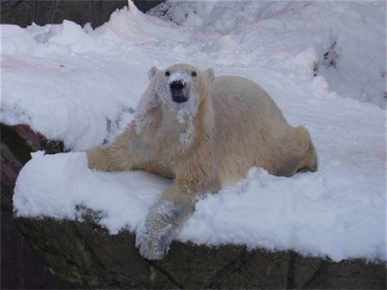 Wintertime in Copenhagen - Polar bear