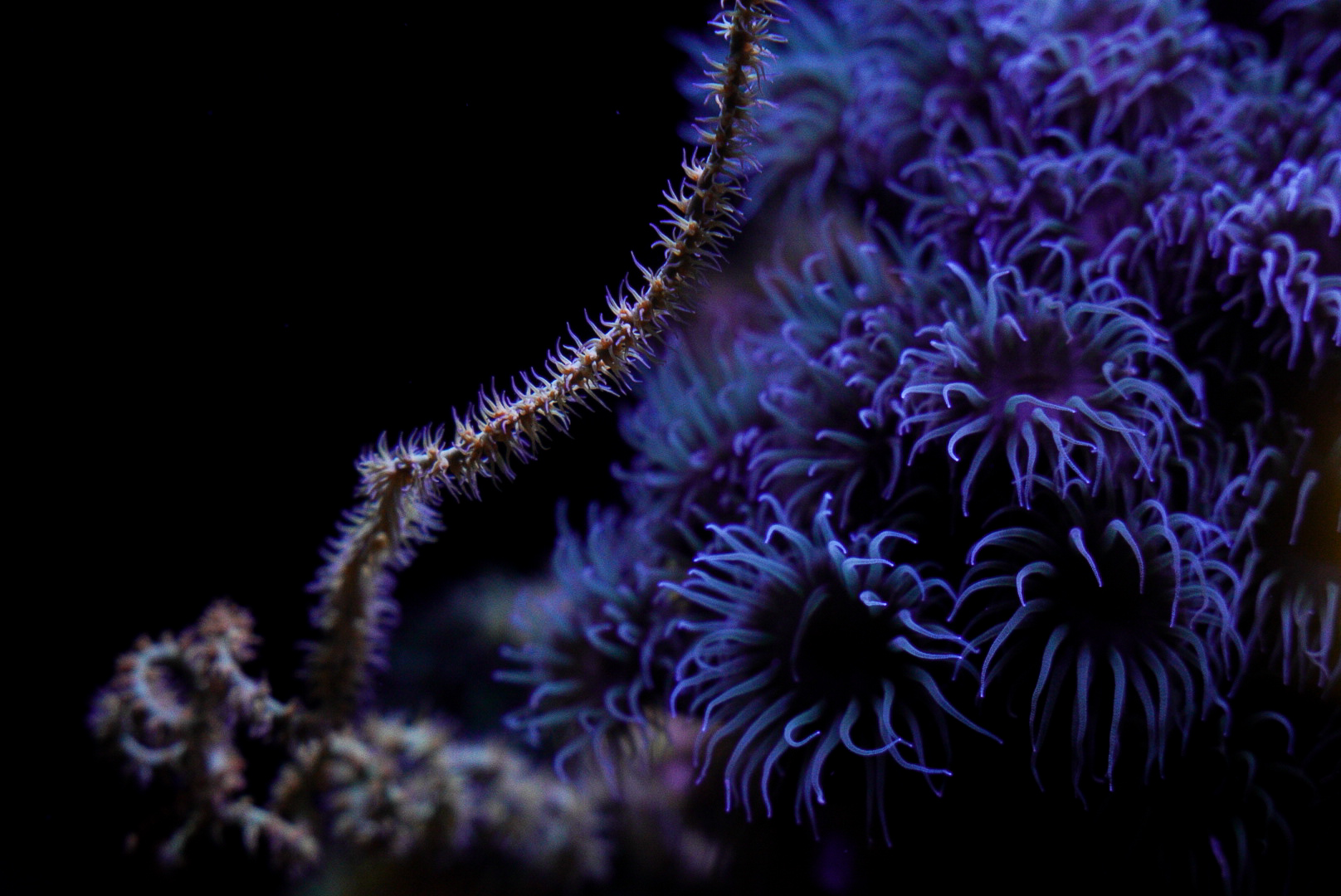 Wire Coral and Black Sun Coral