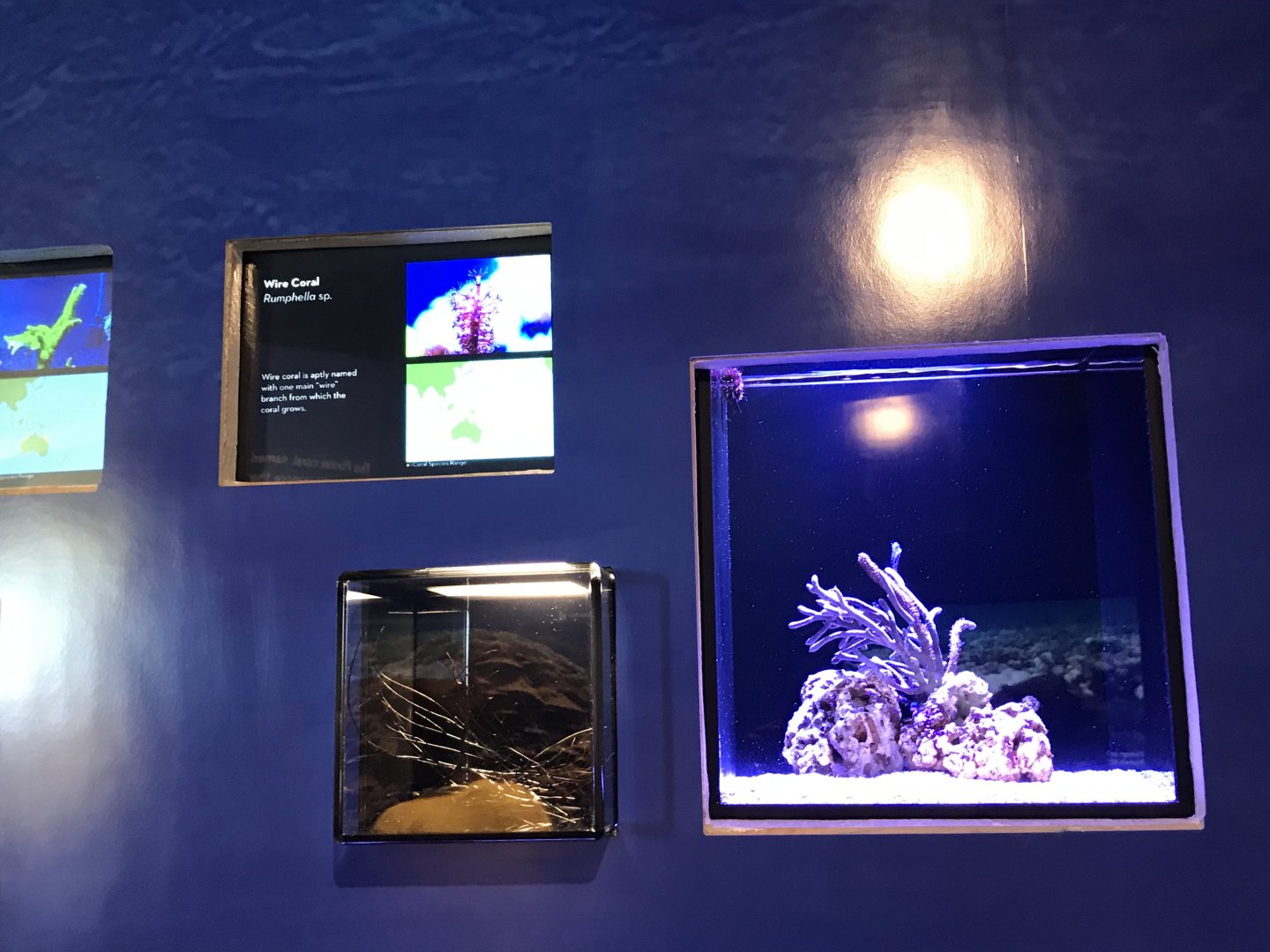 Wire coral exhibit