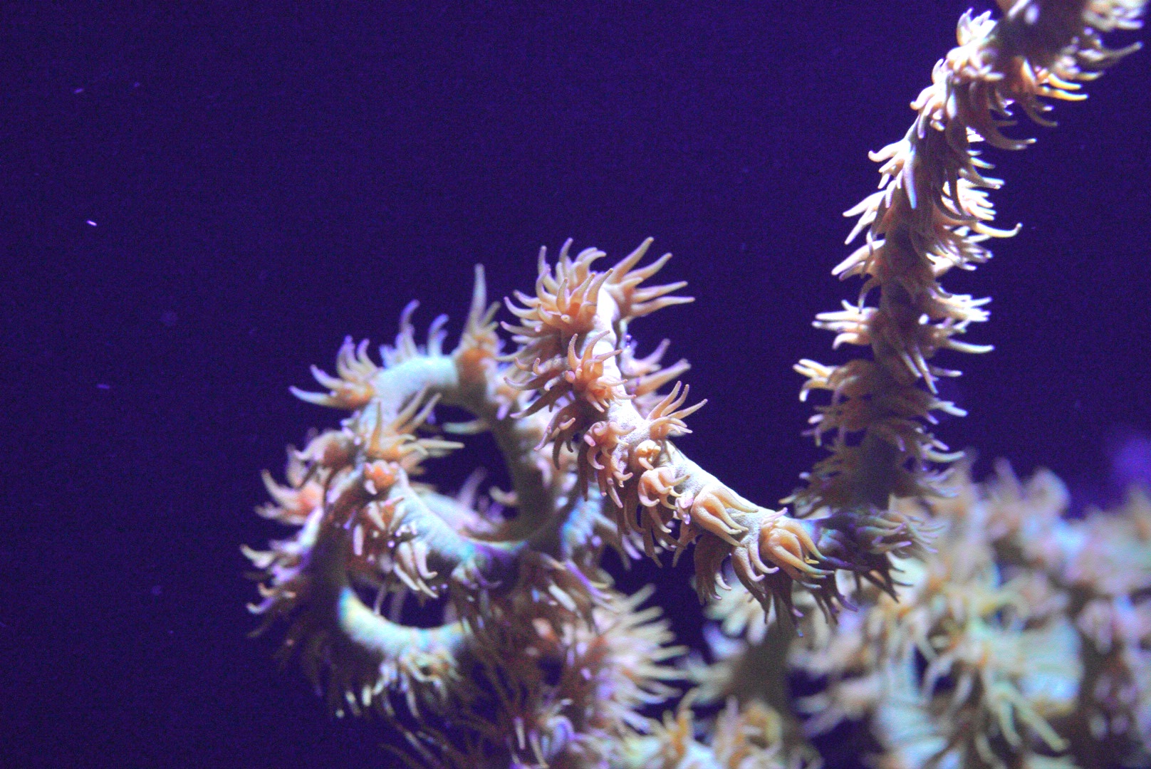 Wire Coral (Orange / Yellow)