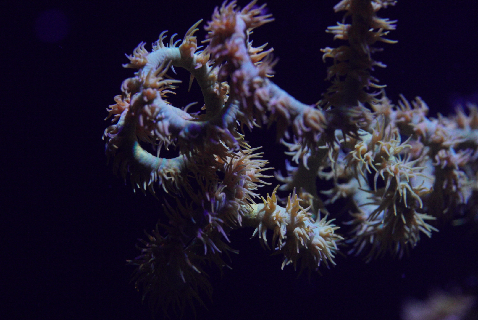 Wire Coral (Orange / Yellow)