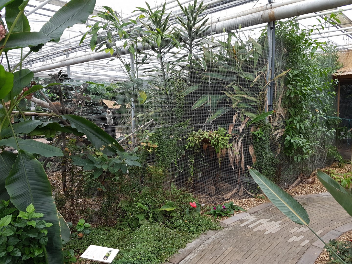 Wire-mesh between butterfly and bird-part