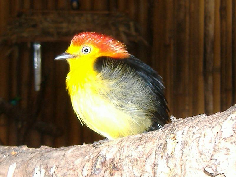 Wire Tailed Manakin NOP