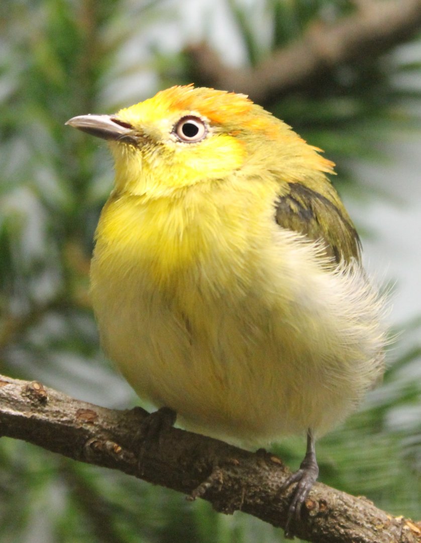 Wire-tailed manakin - Pipra filicauda