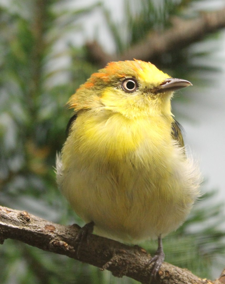 Wire-tailed manakin - Pipra filicauda