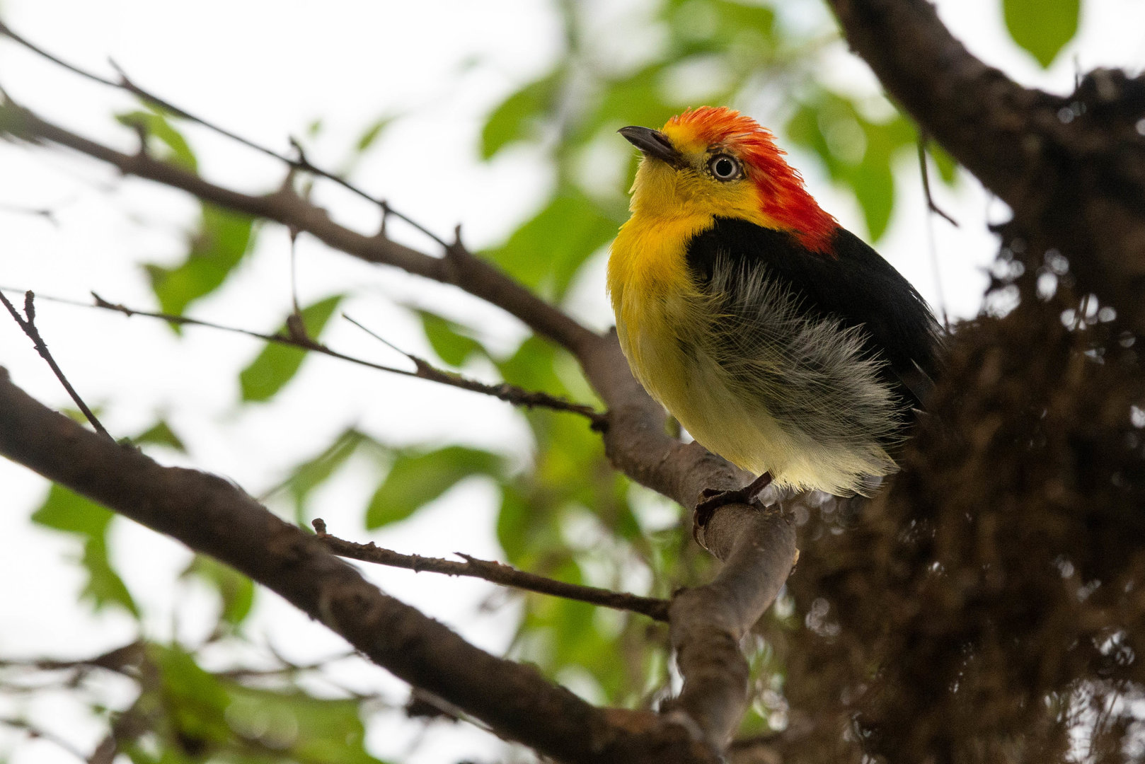 Wire-tailed Manakin- Pipra filicauda