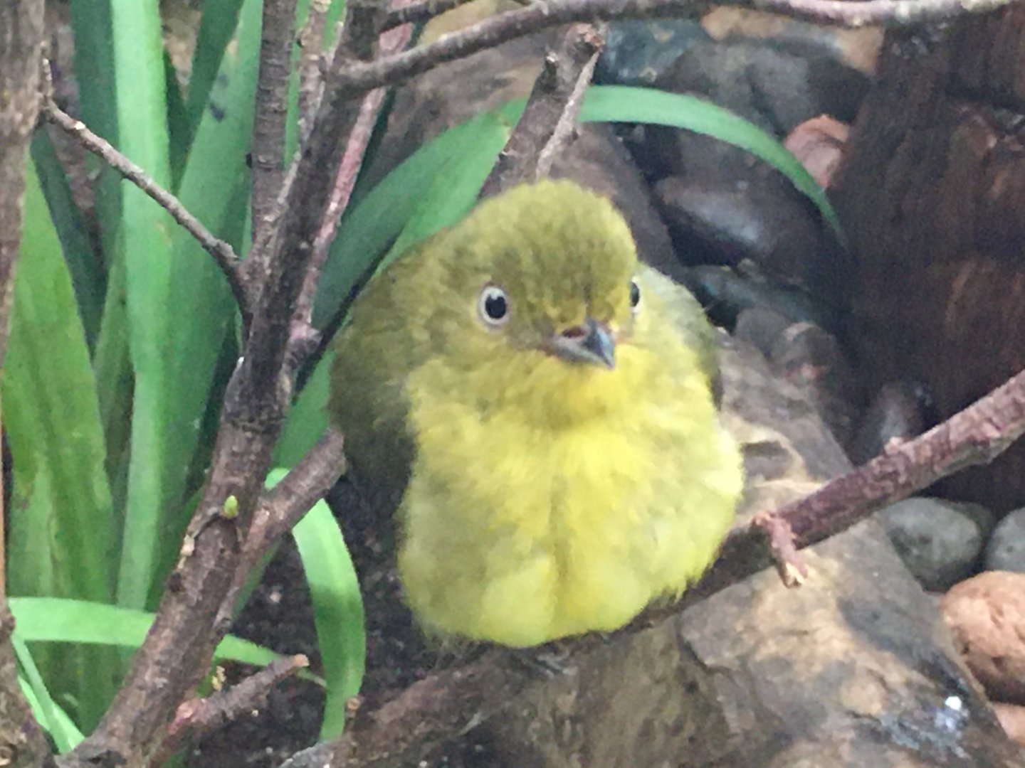 Wire-Tailed Manakin (Pipra filicauda)