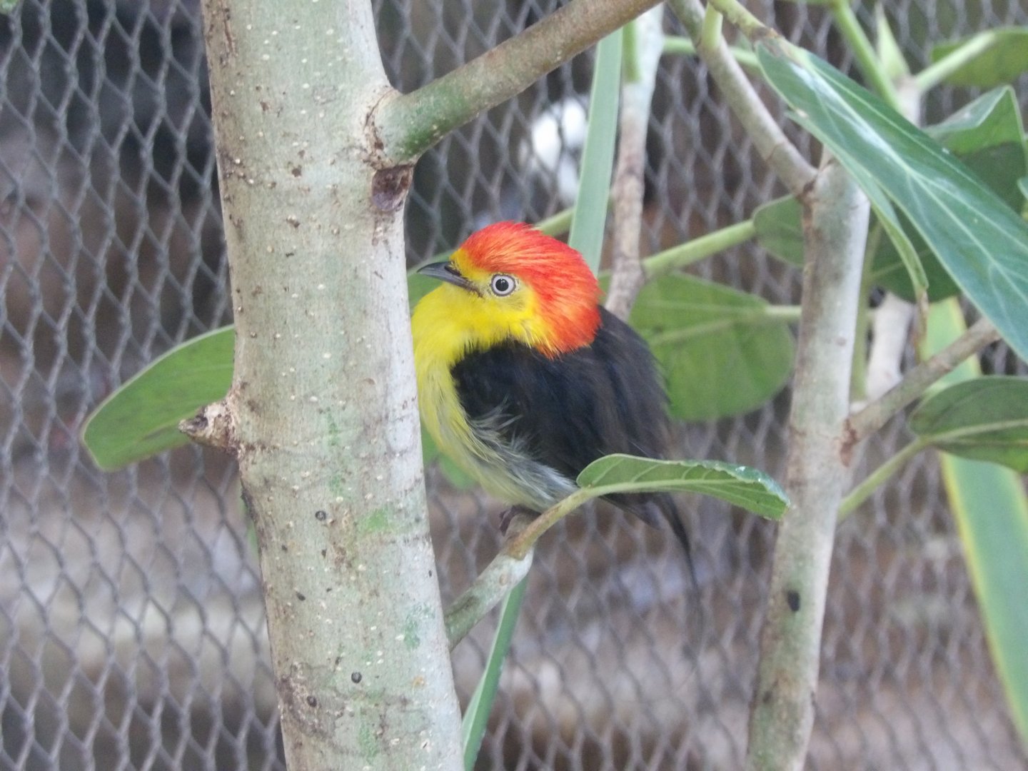 Wire-Tailed Manakin(Pipra filicauda)
