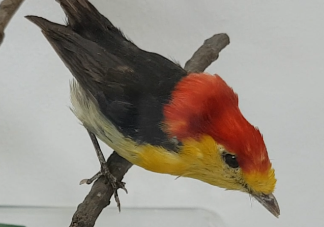 Wire-tailed manakin