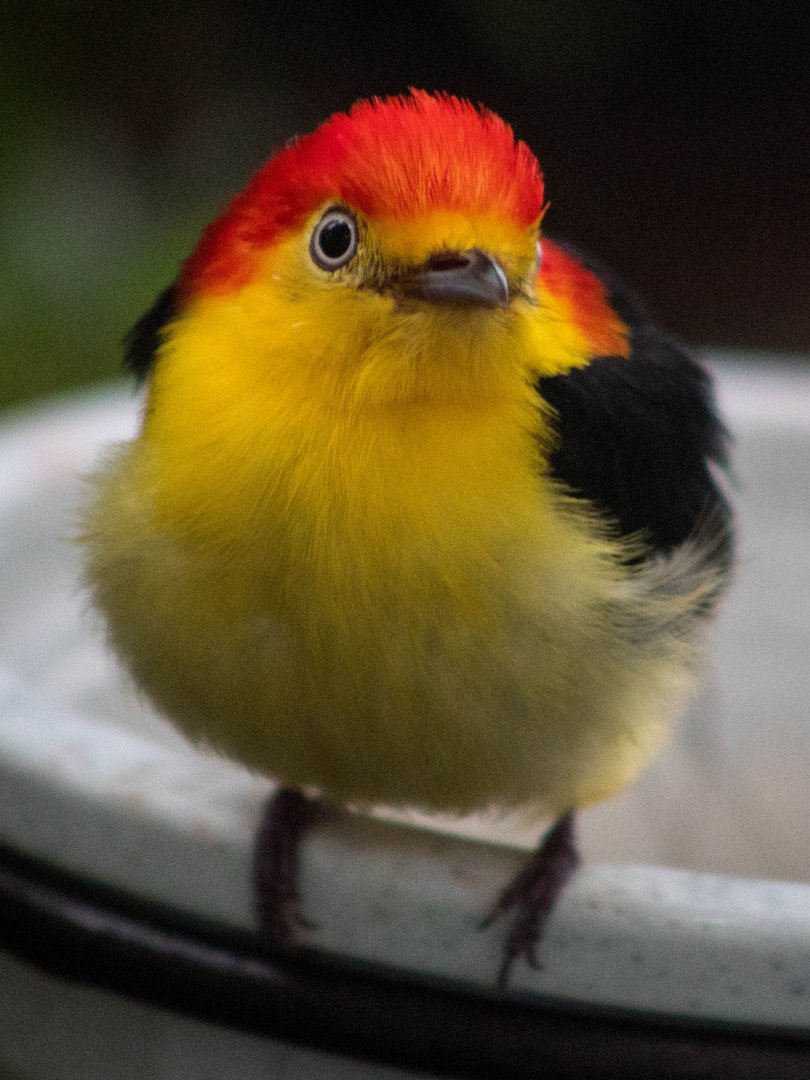 Wire-tailed manakin
