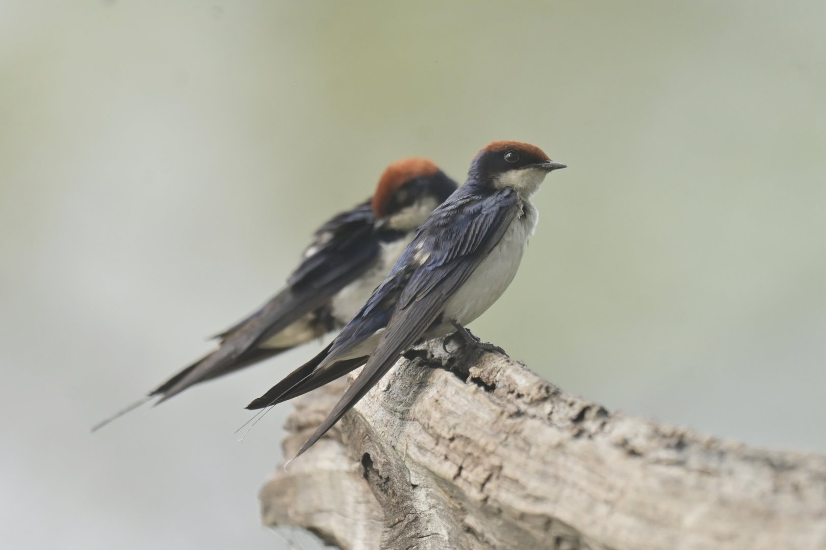 Wire-tailed Swallow Hirundo smithii