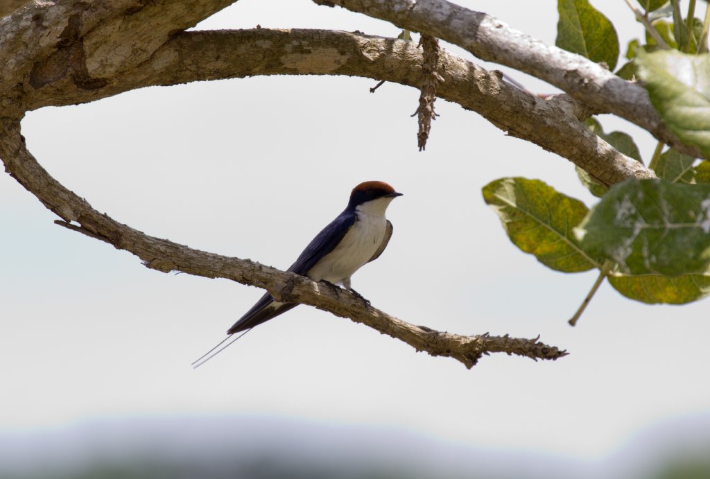 Wire-tailed Swallow