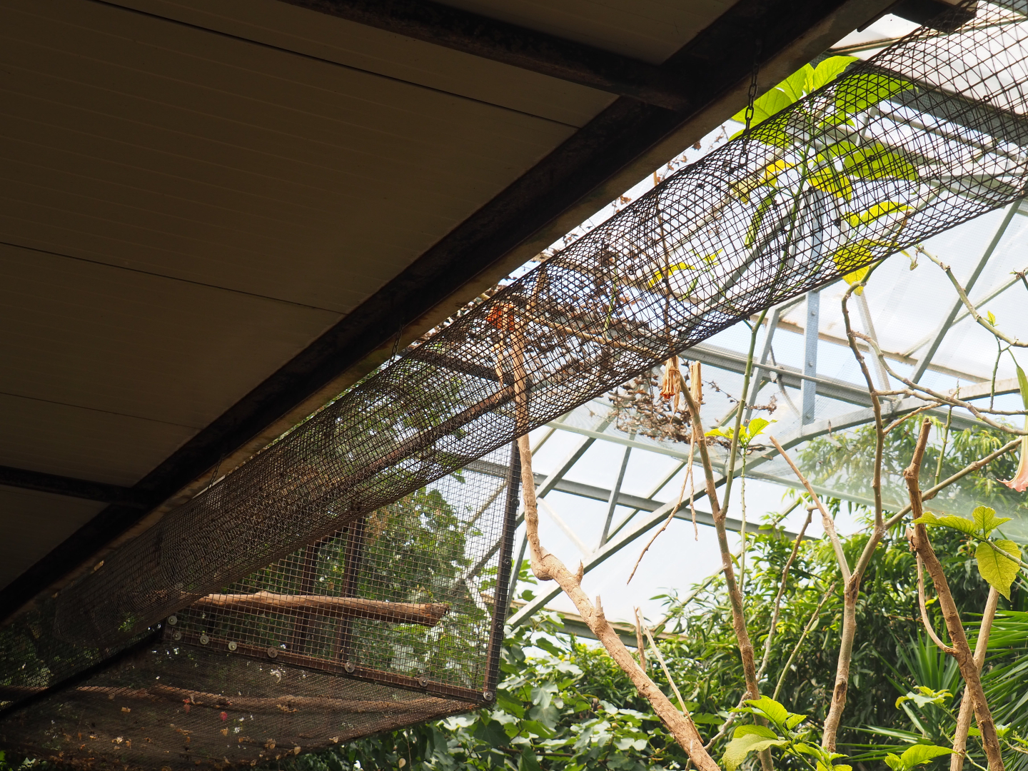 Wire tunnel and cage connected to the second main Cape genet cage, 2019-08-04