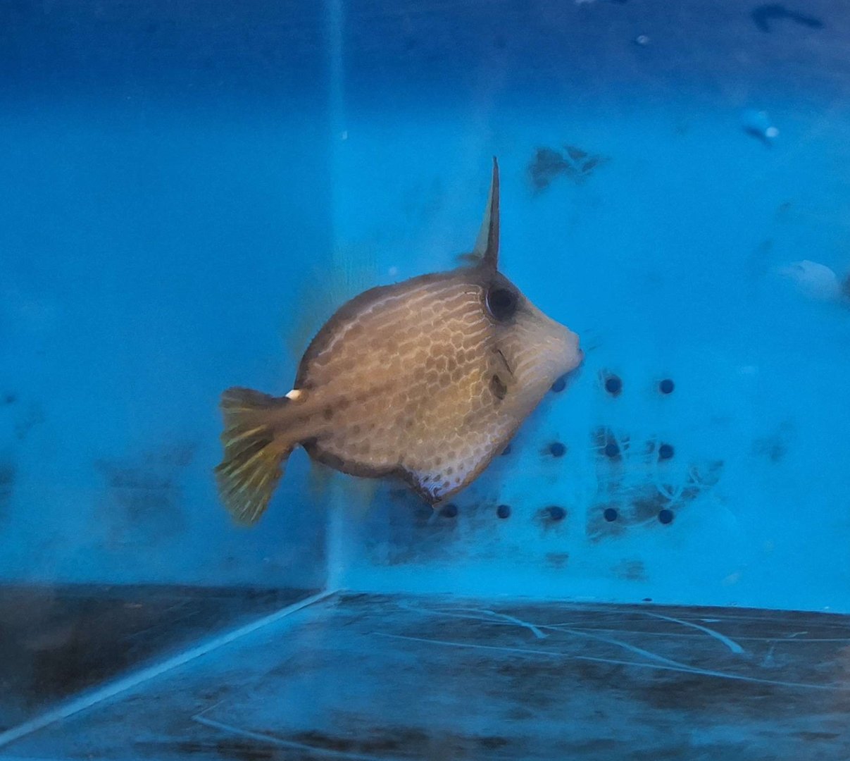 Wirenet Filefish (Cantherhines pardalis)