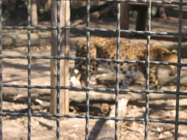 Wires (North-Chinese leopard can be seen in the background)