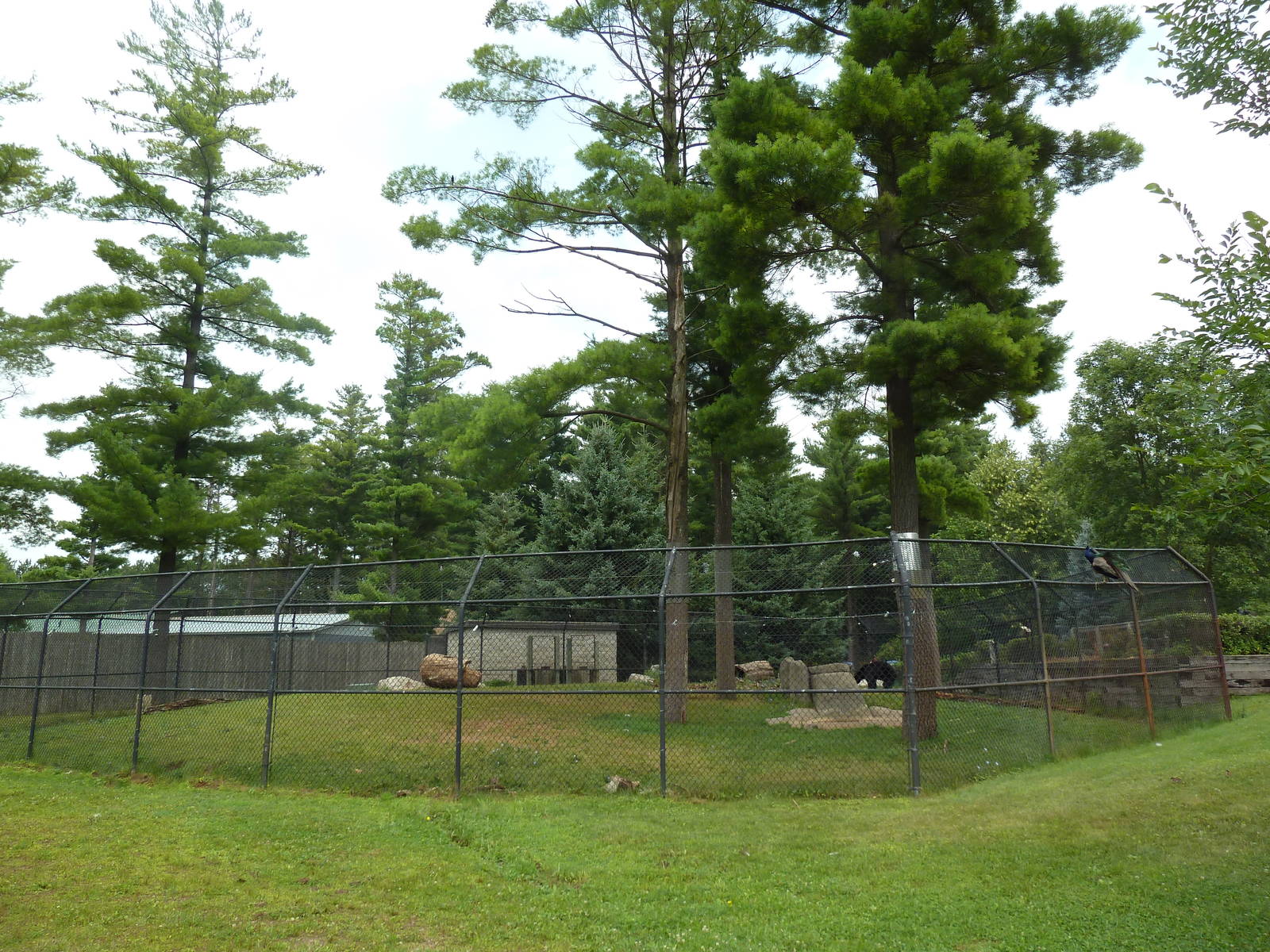 Wisconsin Trails - American Black Bear Exhibit