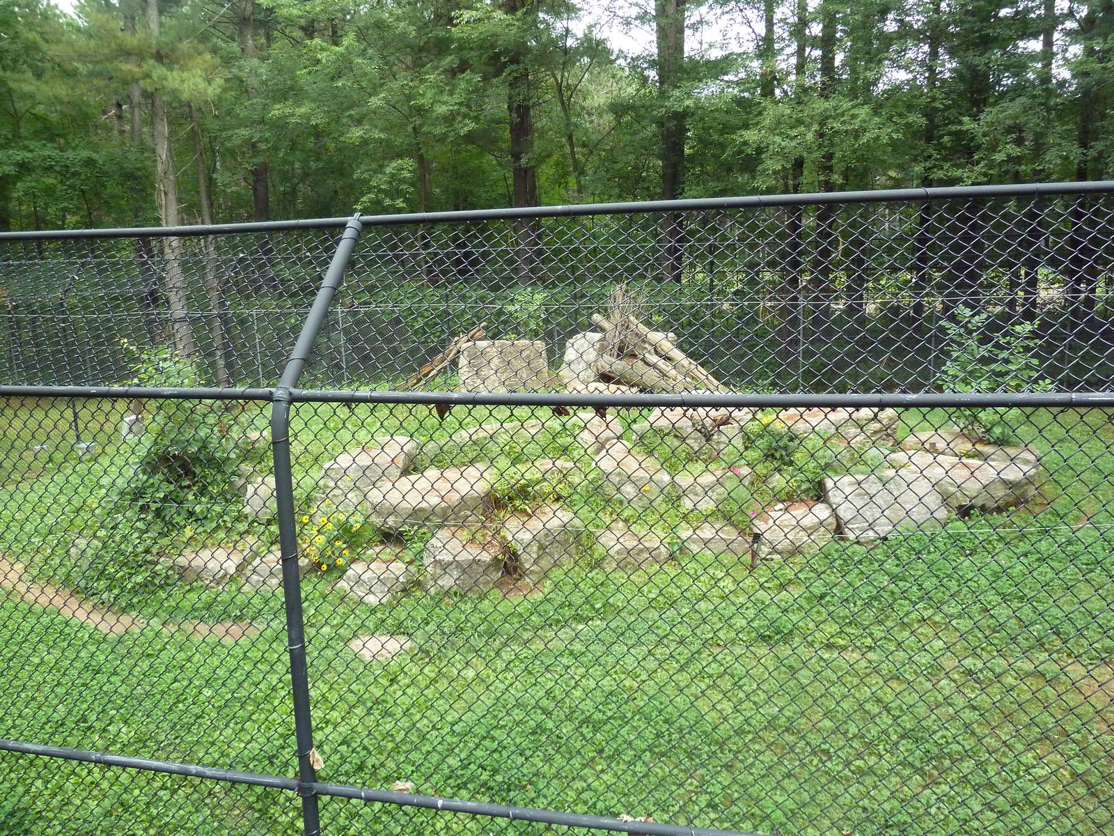 Wisconsin Trails - Cougar Exhibit