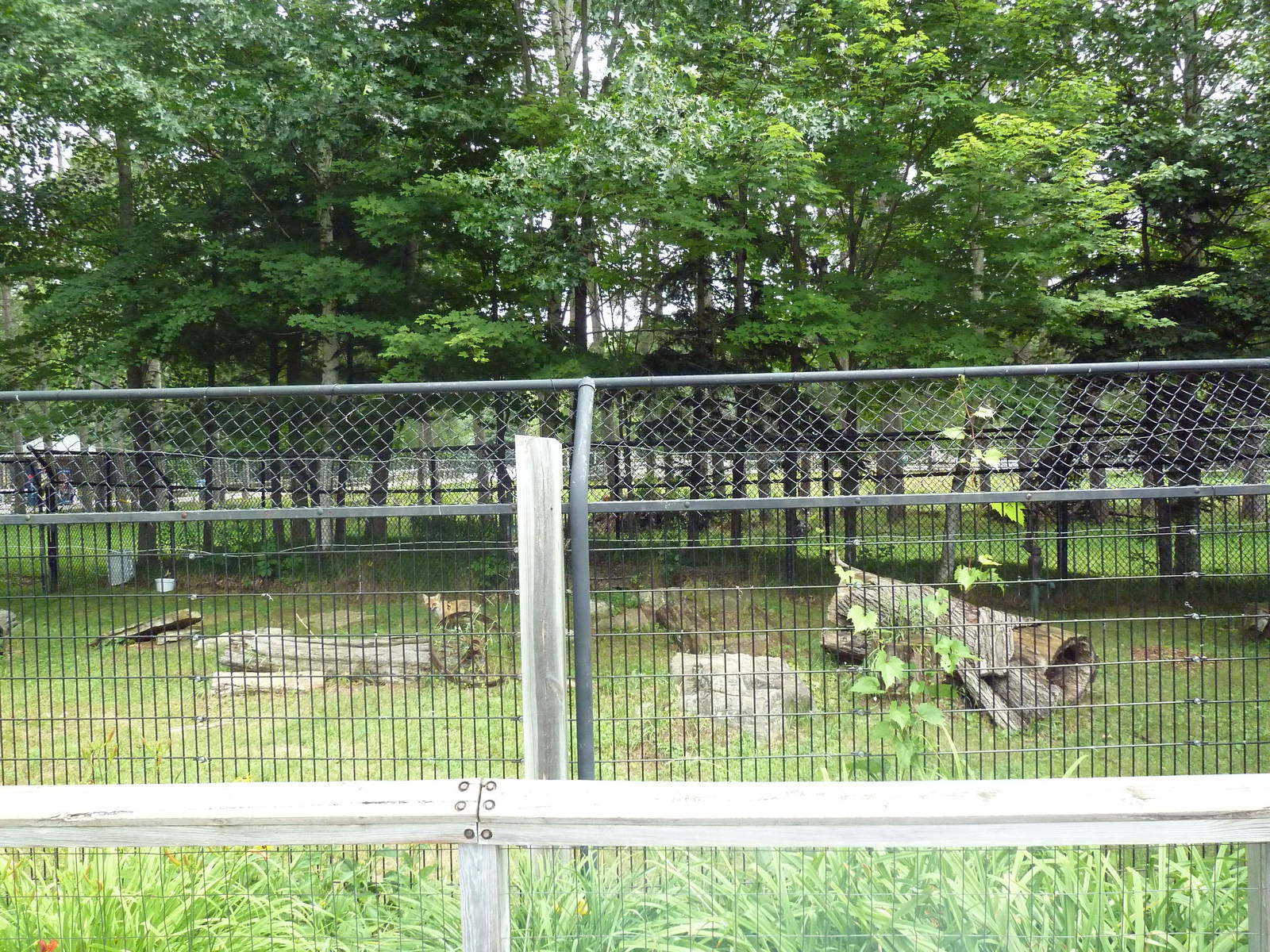 Wisconsin Trails - Red Fox Exhibit