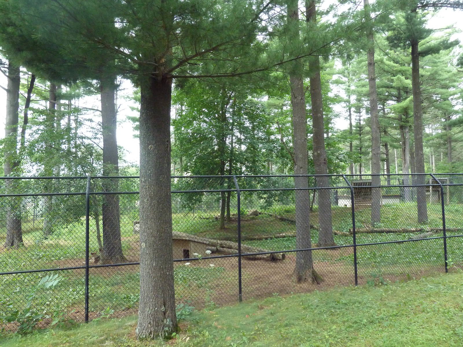 Wisconsin Trails - Red Wolf Exhibit
