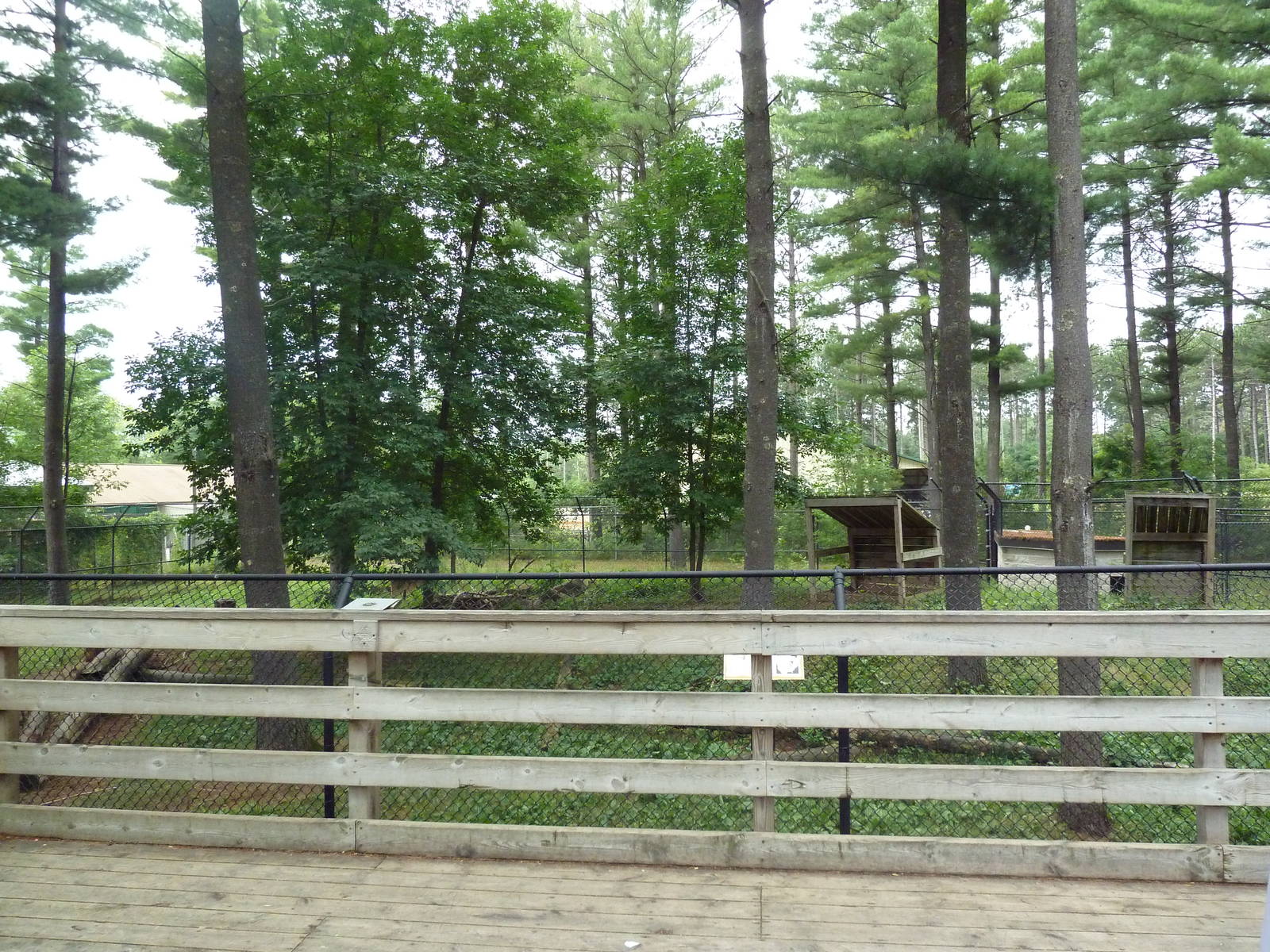 Wisconsin Trails - Red Wolf Exhibit