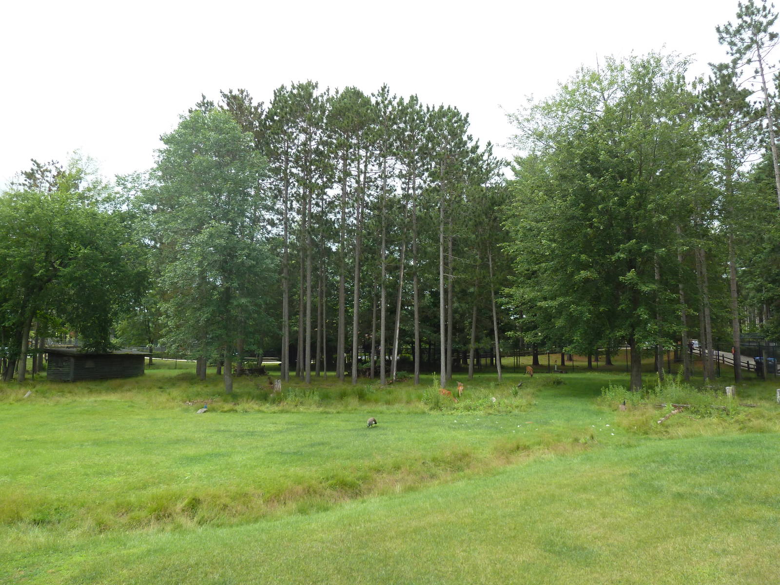 Wisconsin Trails - White-Tailed Deer/Wild Turkey Exhibit