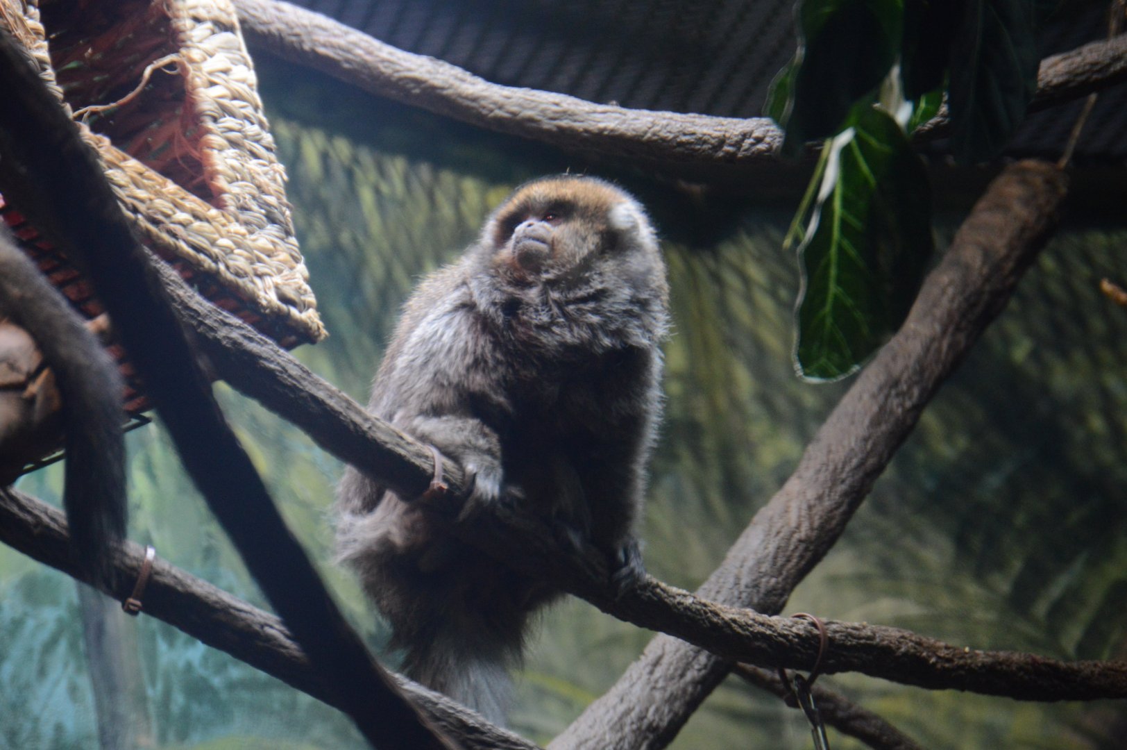 Wiseman Aquarium - Bolivian Gray Titi (Plecturocebus donacophilus)