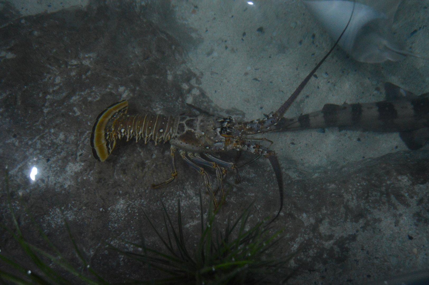 Wiseman Aquarium - Caribbean Spiny Lobster (Panulirus argus)