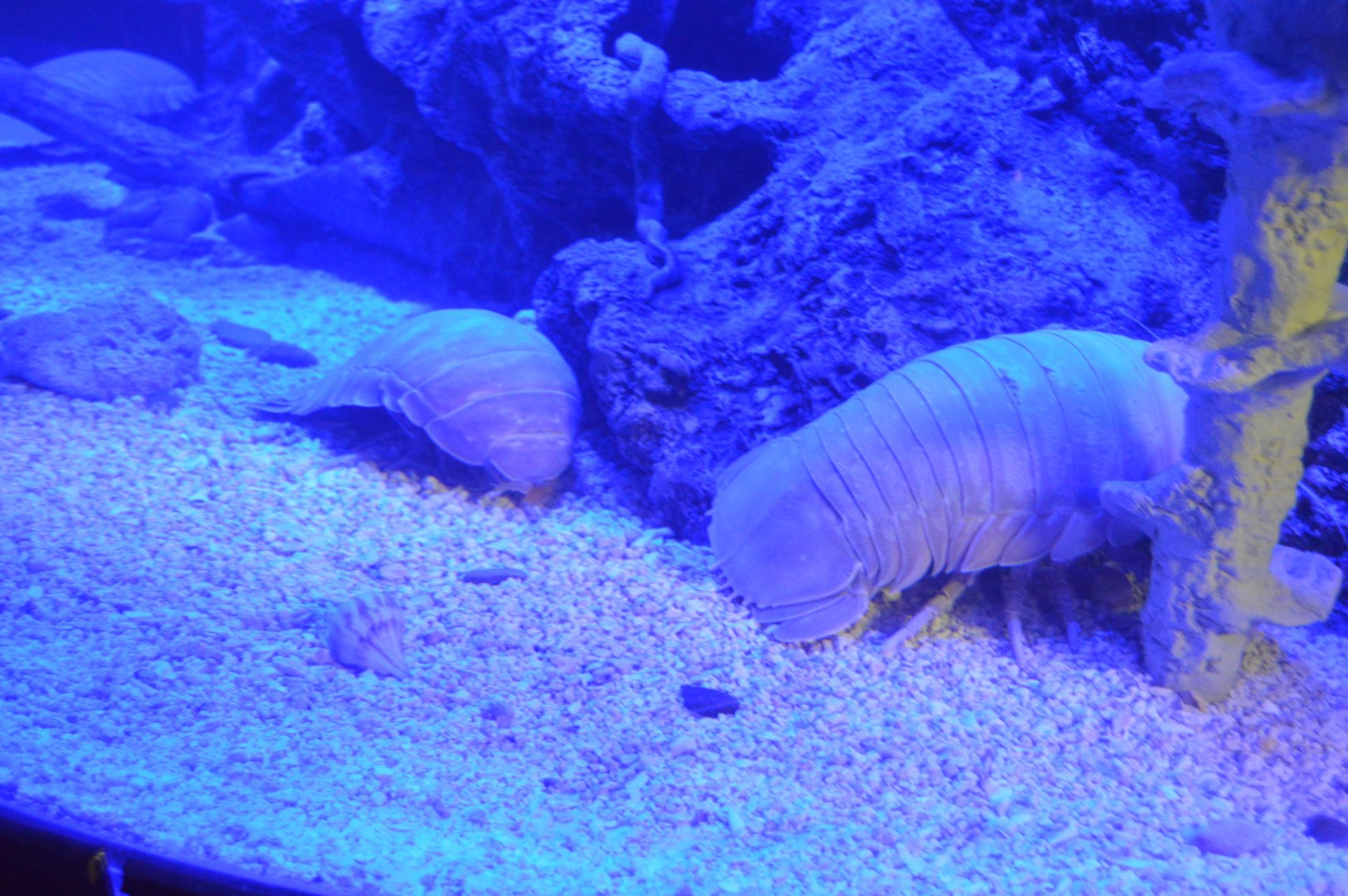 Wiseman Aquarium - Deep Sea Isopod