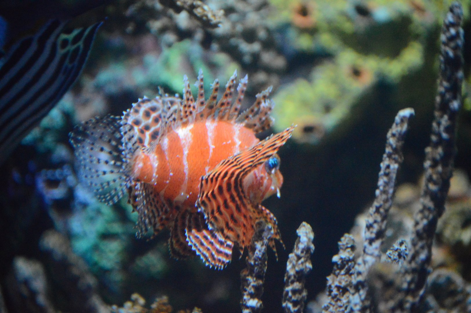 Wiseman Aquarium - Dwarf Lionfish (Dendrochirus brachypterus)?