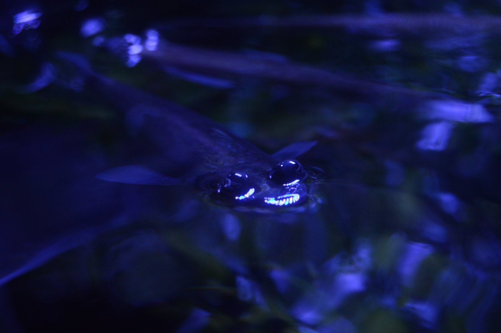 Wiseman Aquarium - Four-eyed Fish (Anableps anableps)