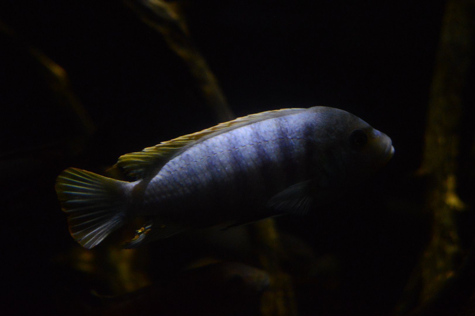 Wiseman Aquarium - Lake Victoria Cichlid (Haplochromis melanopterus)