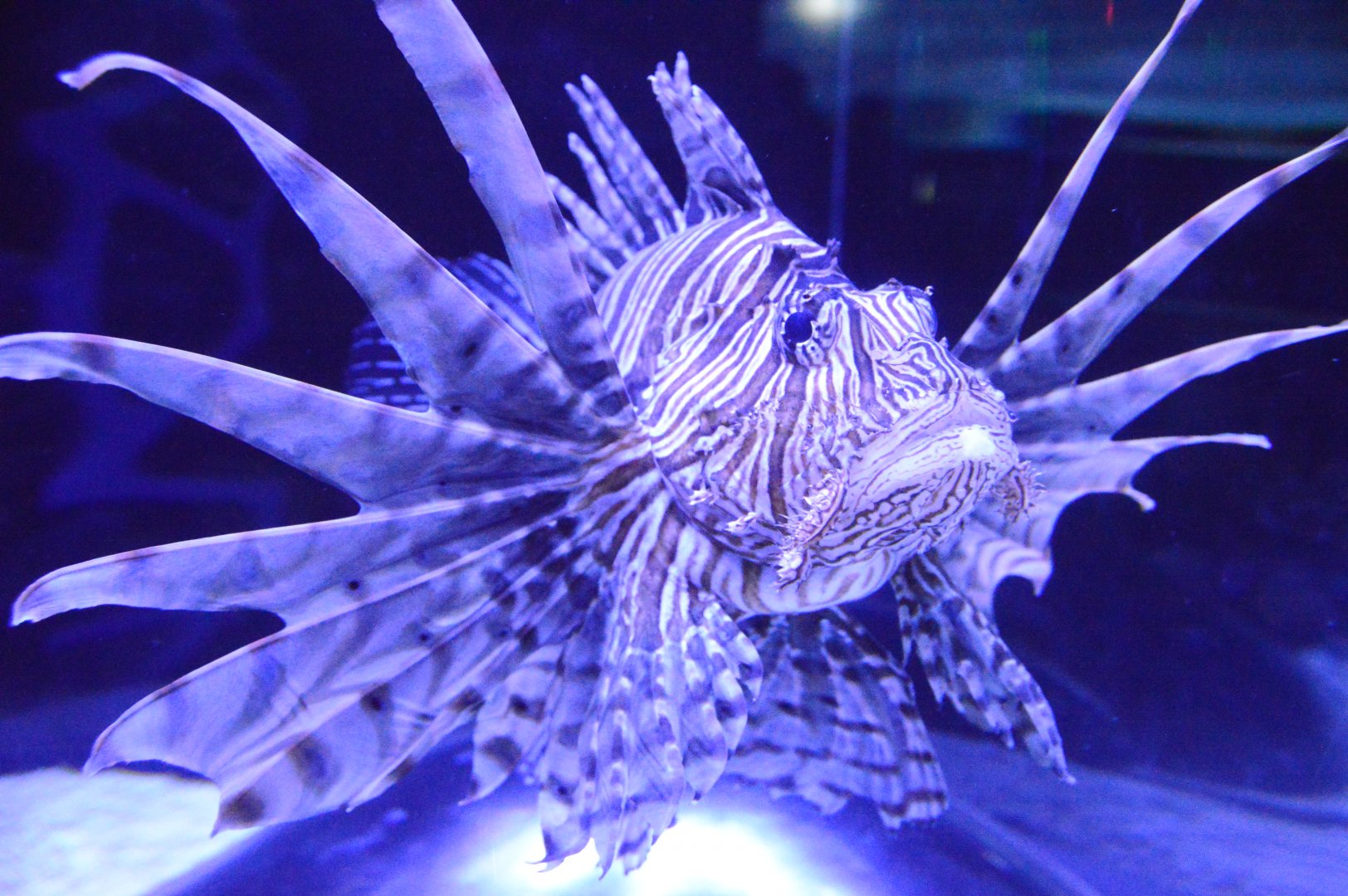 Wiseman Aquarium - Lionfish