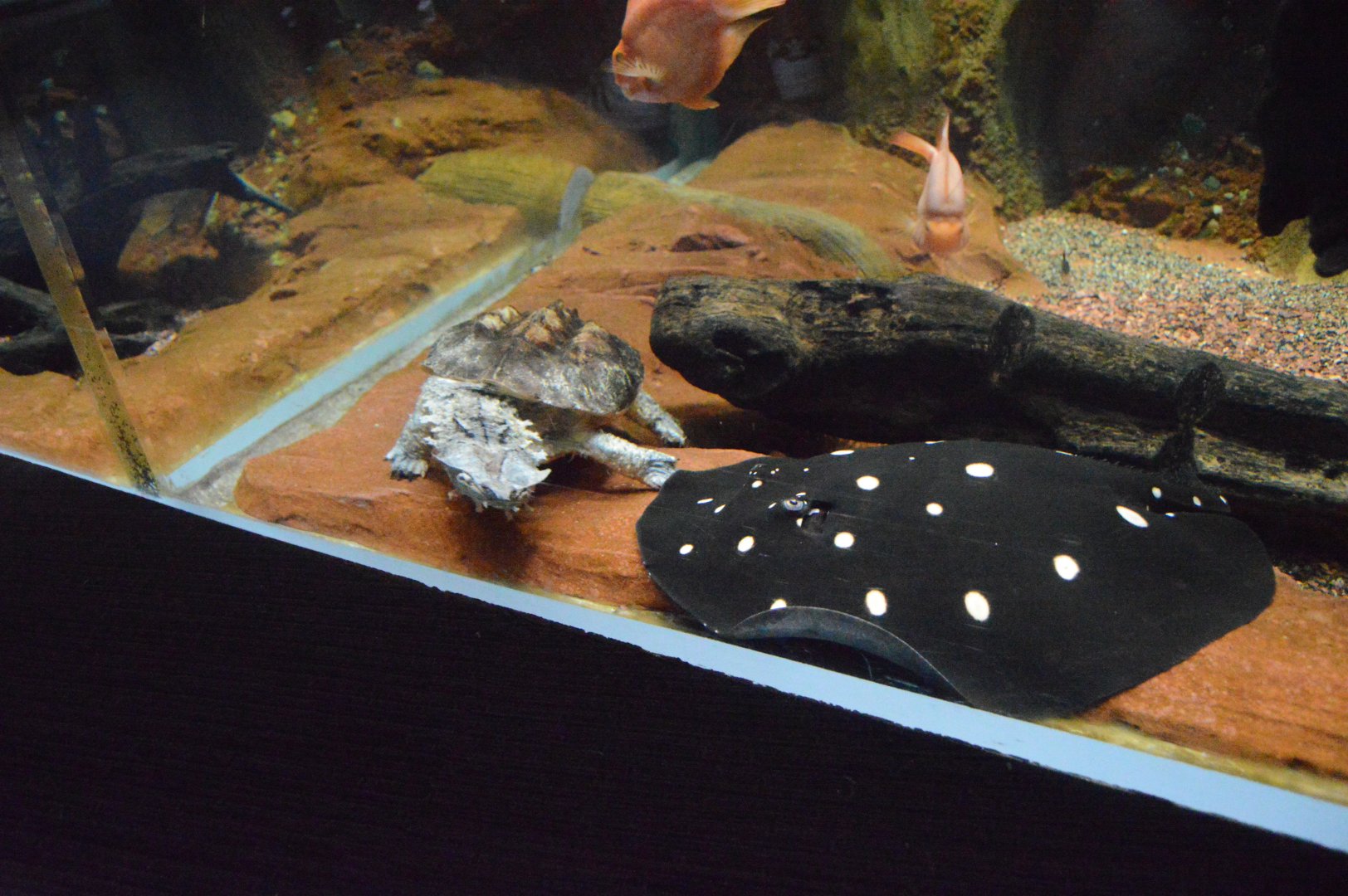 Wiseman Aquarium - Mata Mata Turtle and Spotted River Ray