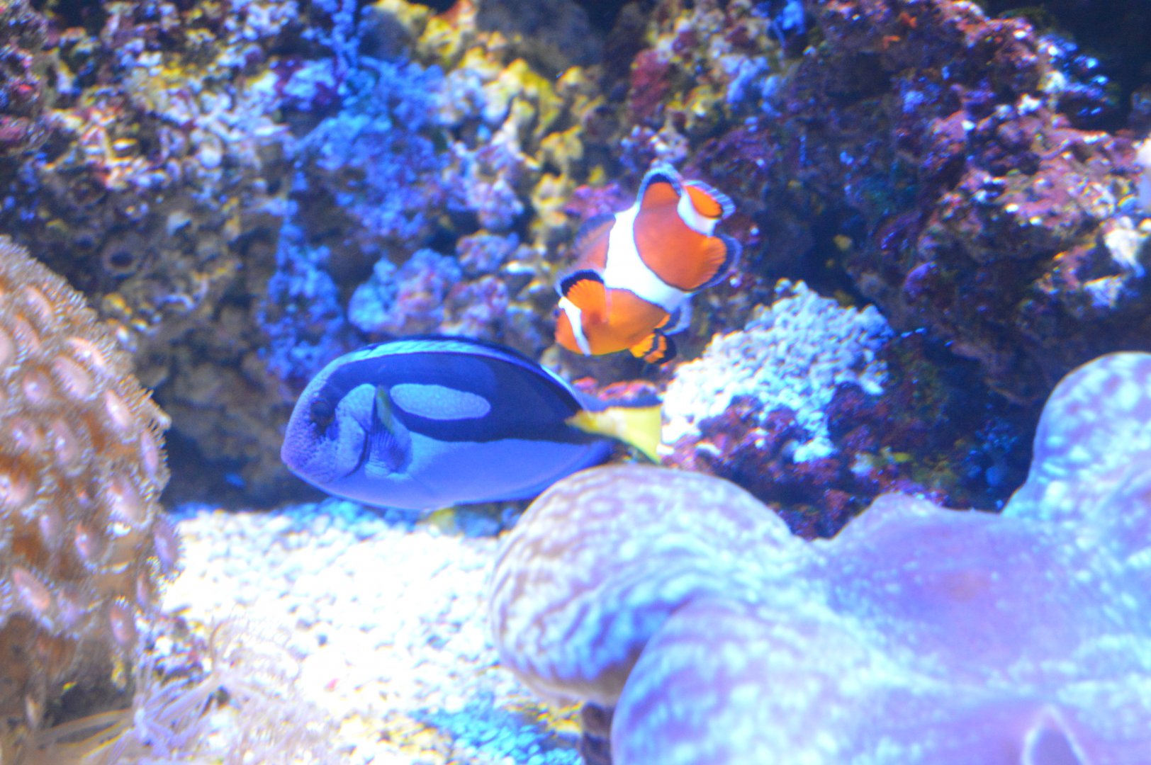 Wiseman Aquarium - Orange Clownfish and Paletted Surgeonfish