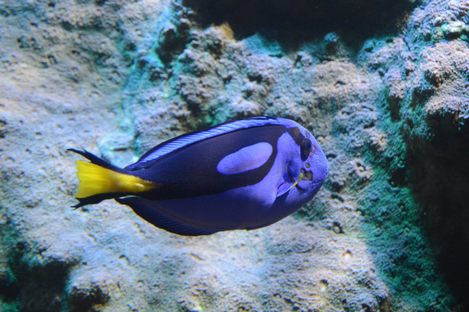 Wiseman Aquarium - Pacific Blue Tang (Paracanthurus hepatus)