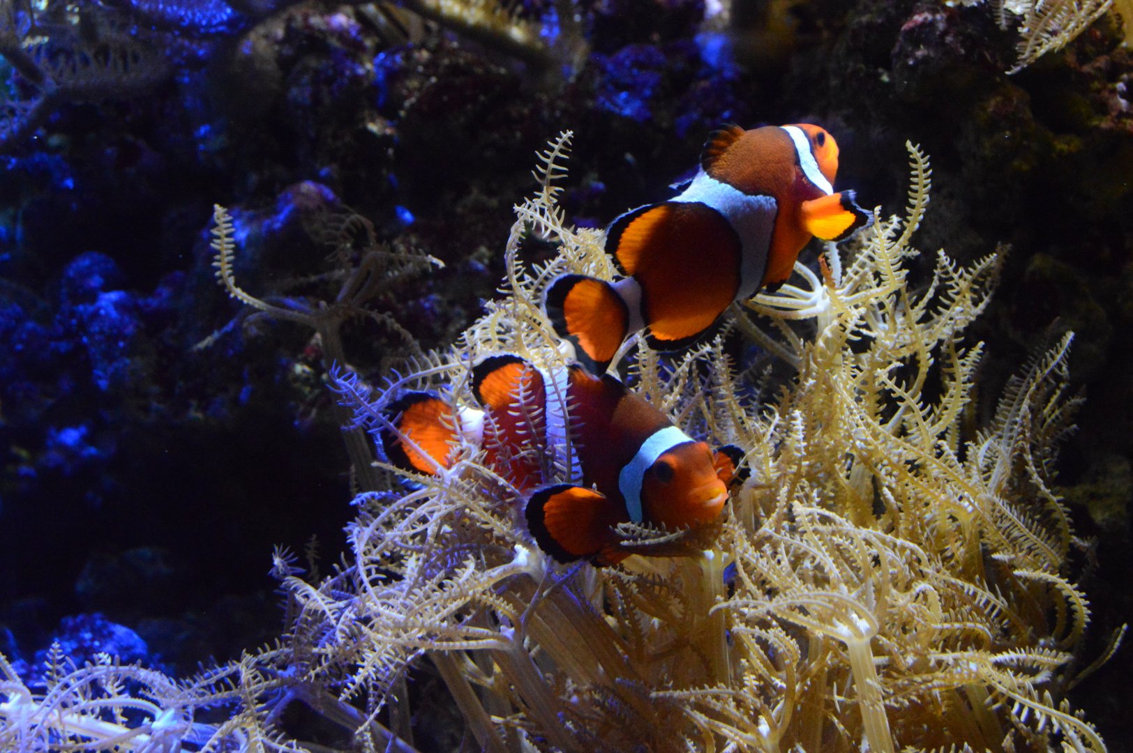 Wiseman Aquarium - Percula Anemonefish (Amphiprion percula)