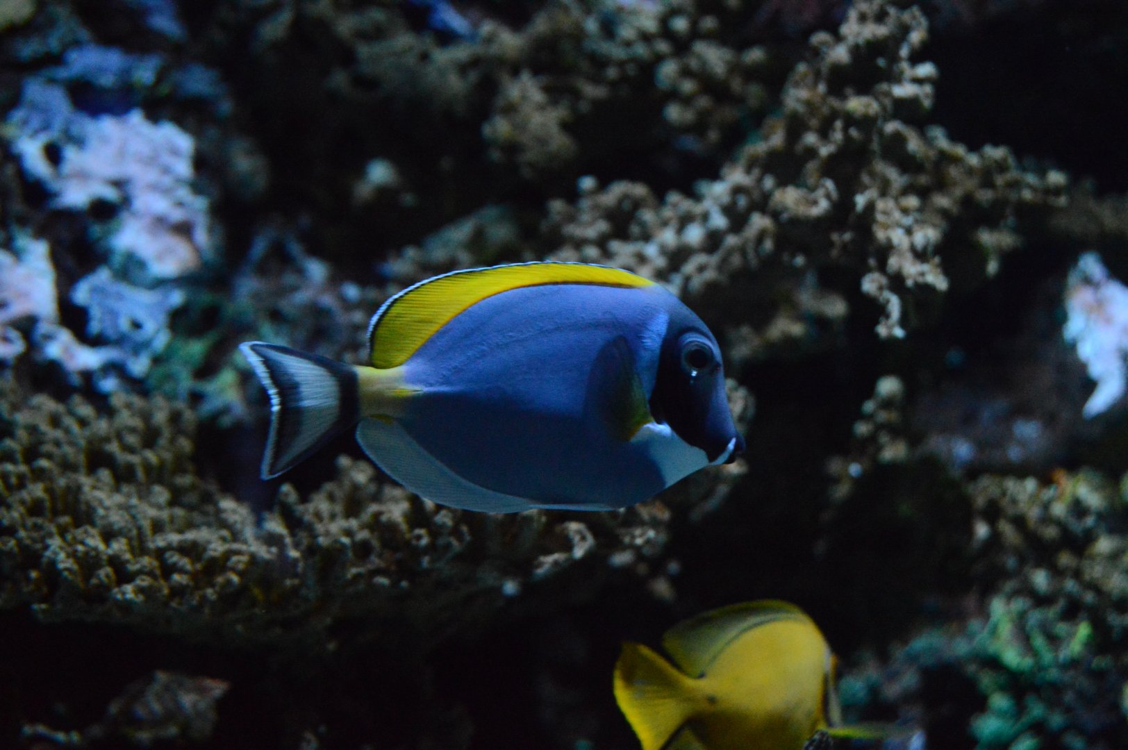 Wiseman Aquarium - Powder Blue Tang (Acanthurus leucosternon)