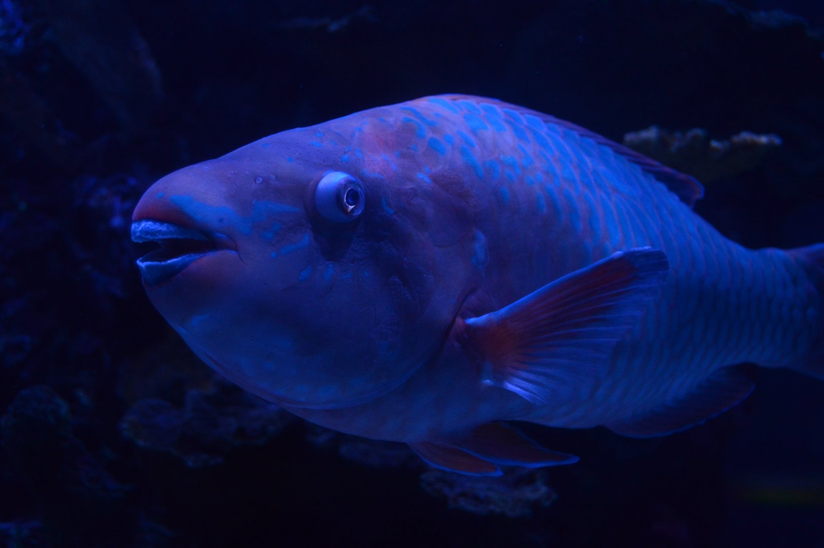 Wiseman Aquarium - Rainbow Parrotfish (Scarus guacamaia)