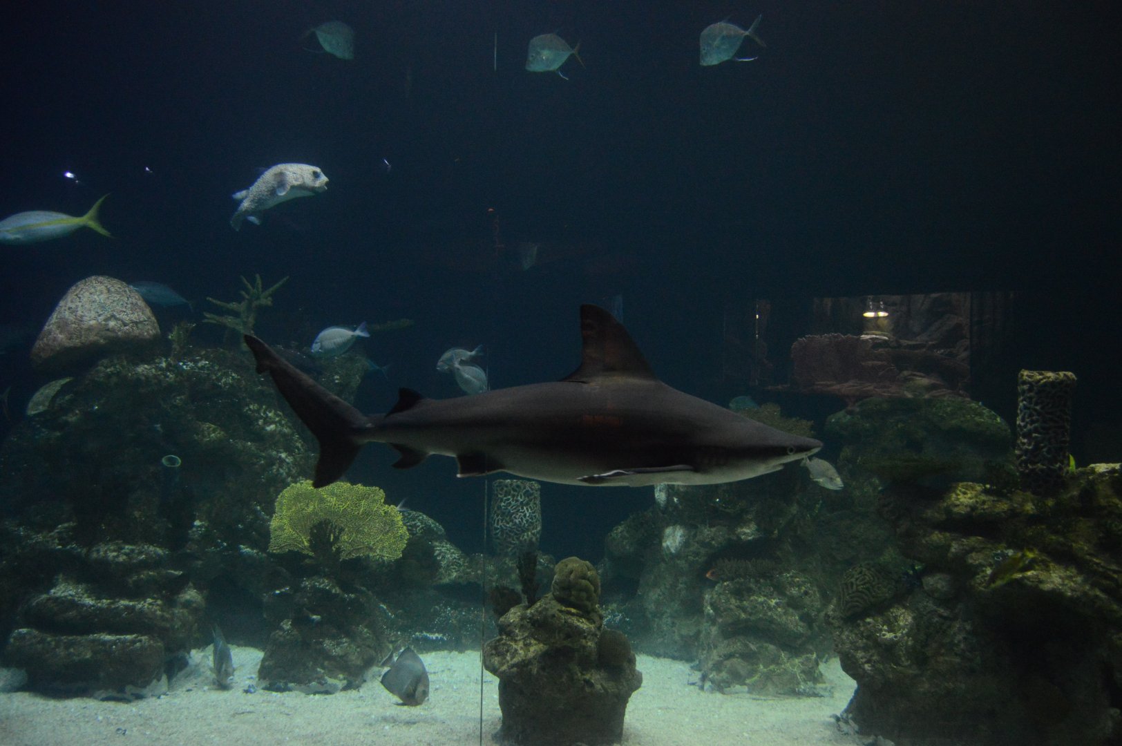 Wiseman Aquarium - Shark Reef