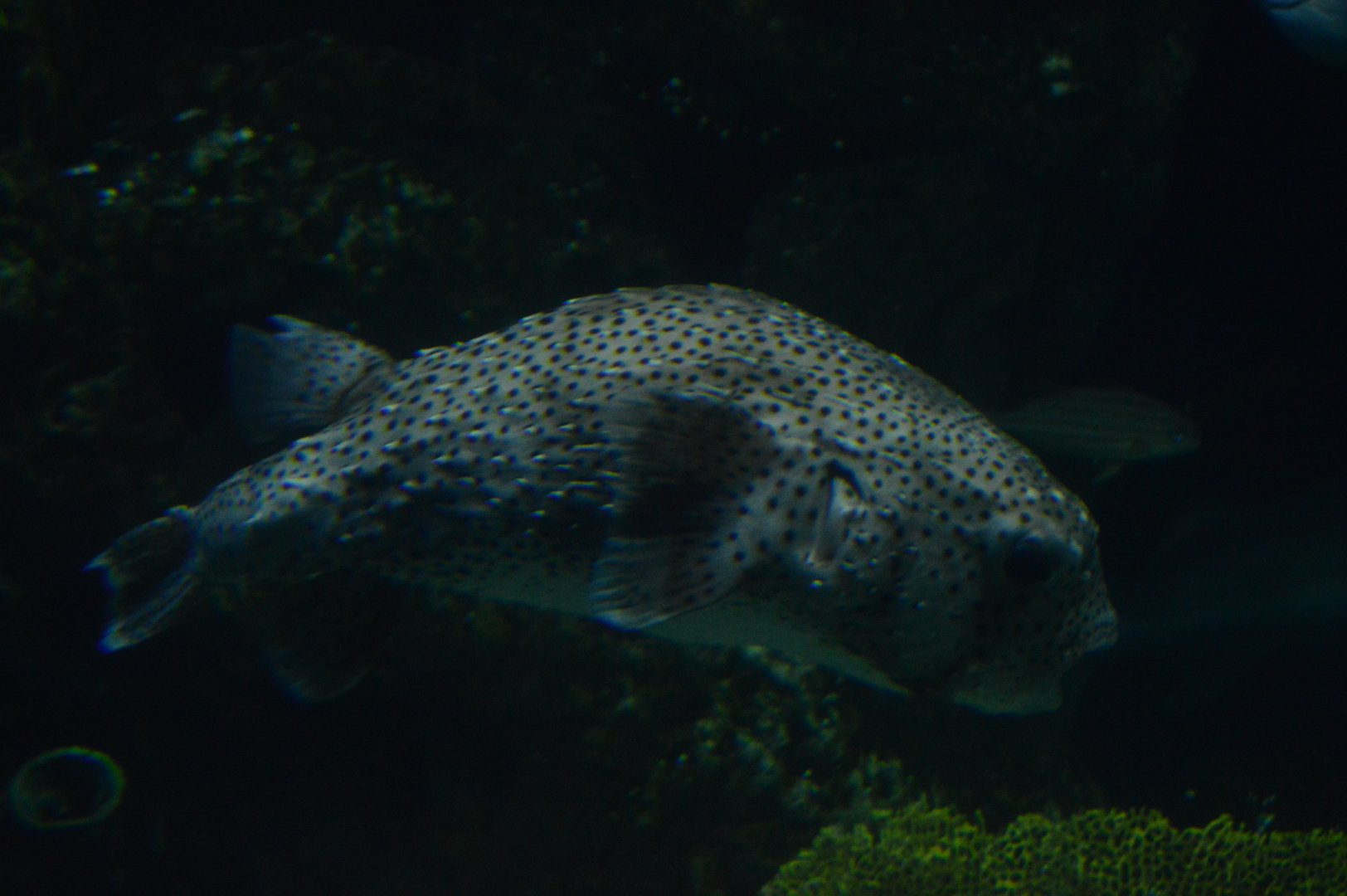 Wiseman Aquarium - Spotted Porcupinefish (Diodon hystrix)