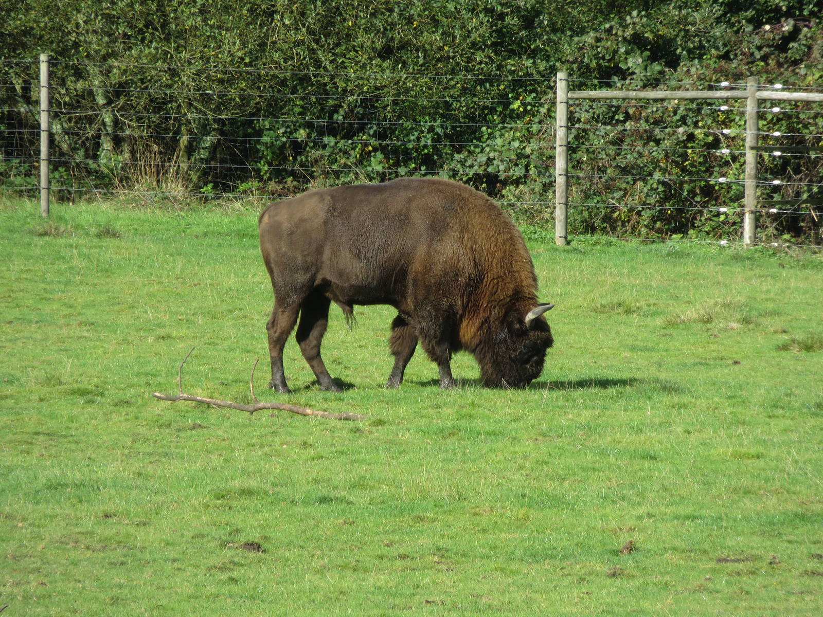 Wisent 10/14