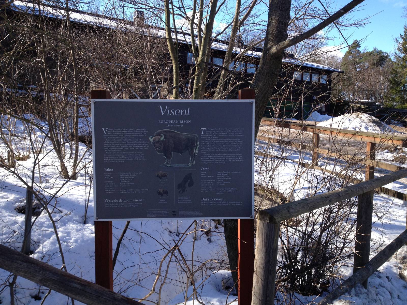 Wisent and wild boar