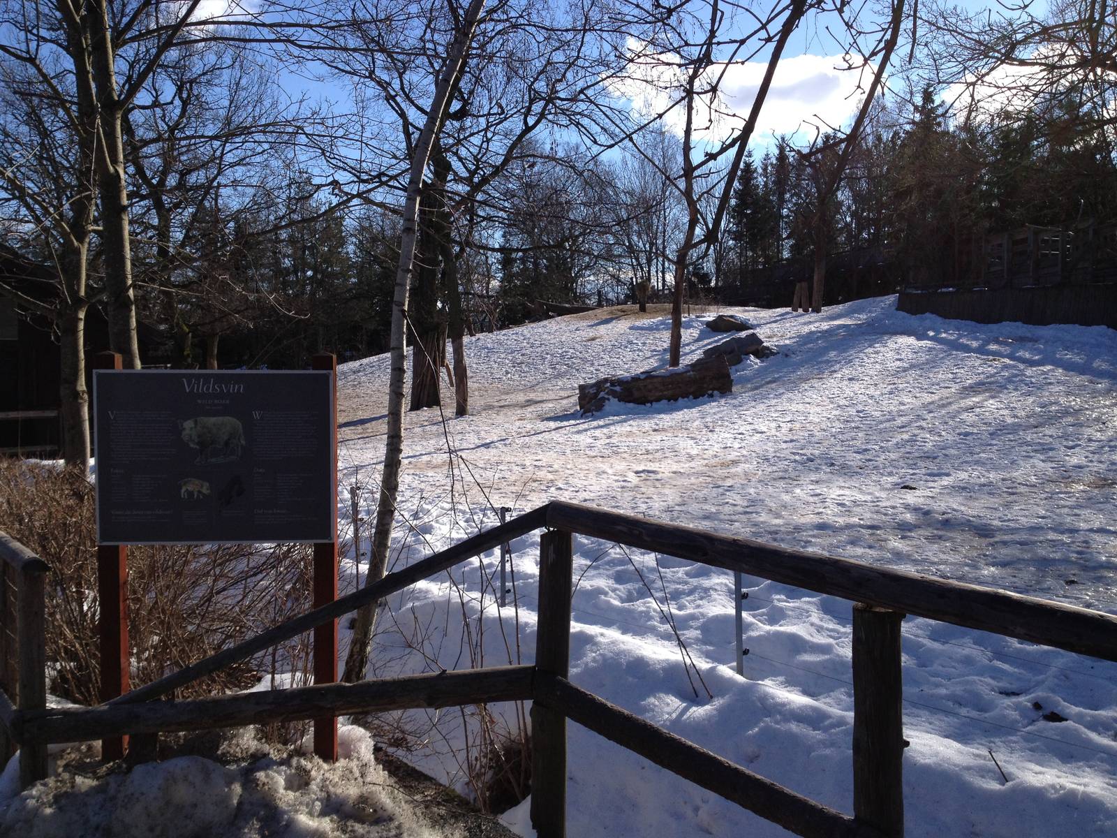 Wisent and wild boar