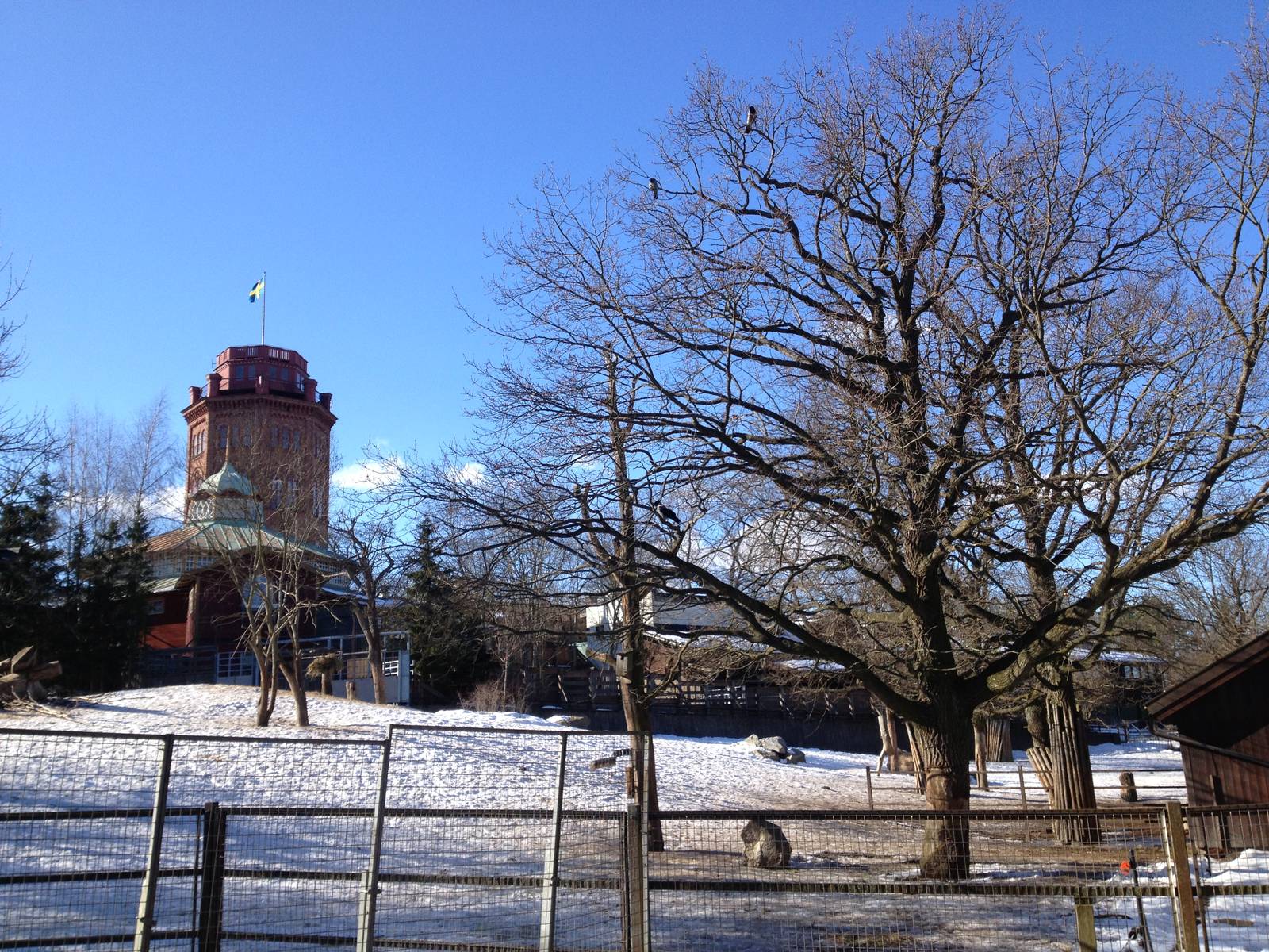 Wisent and wild boar