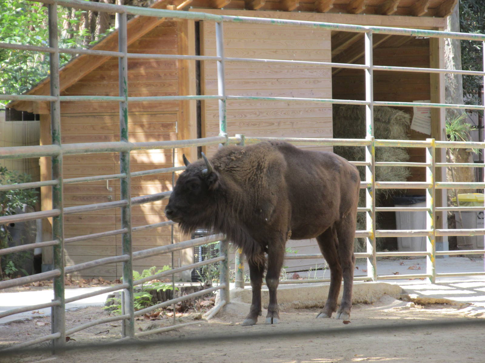 wisent barcelona zoo
