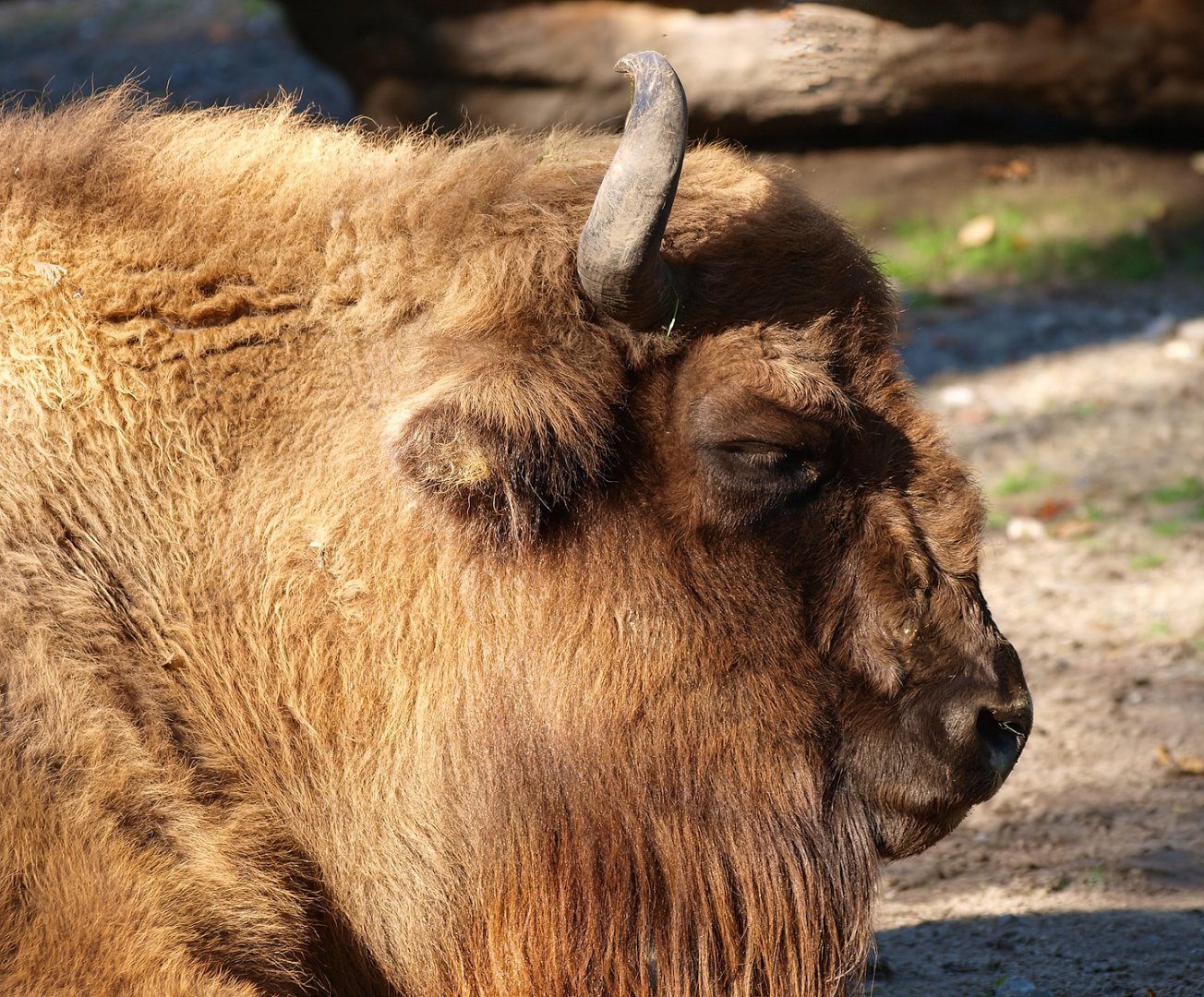 Wisent (Bison bonasus), 2014-10-19