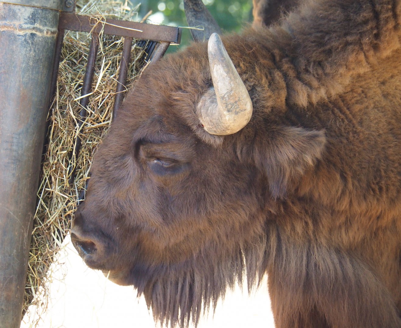 Wisent (Bison bonasus), 2019-07-23