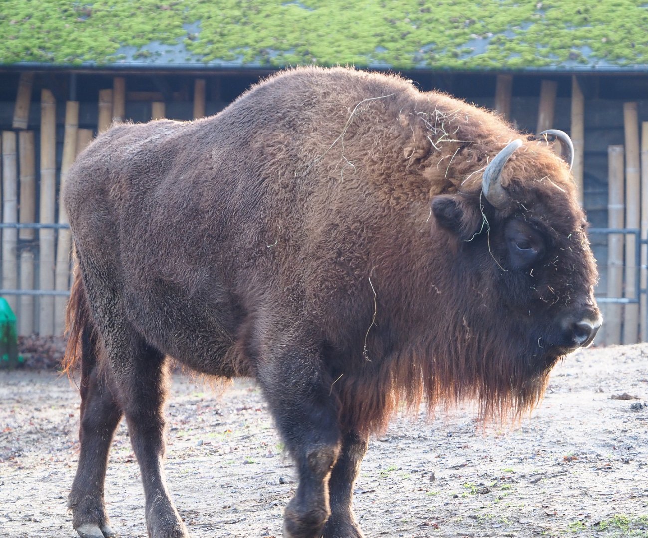 Wisent (Bison bonasus), 2019-12-28